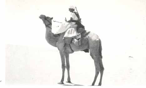 cammello