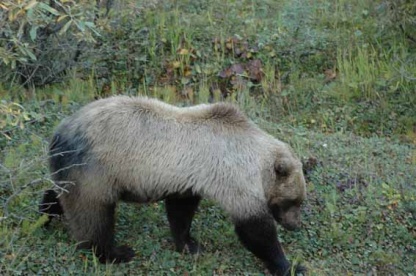 orso