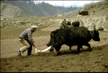 aratura