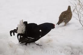 gallo forcello